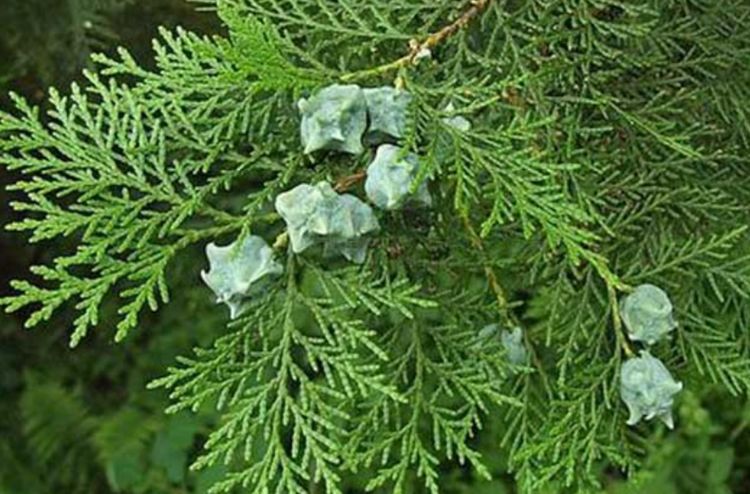 白发不要染农村3种常见的叶子洗头坚持半月白发慢慢变黑发