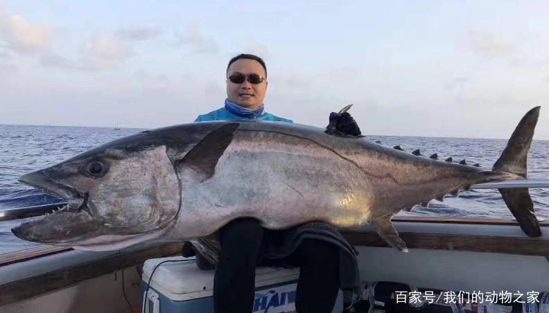 超500斤的狗牙金枪,网友:真要命|狗牙|金枪|钓鱼人_新浪新闻