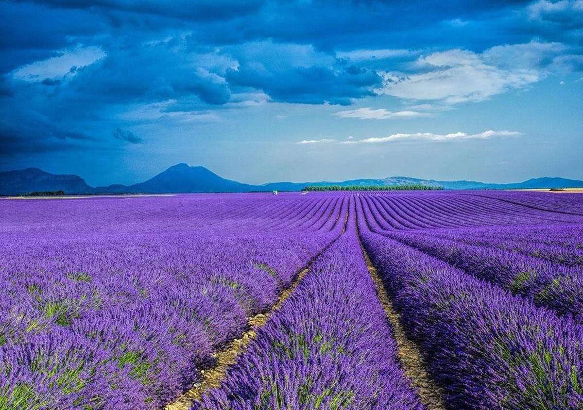 世界"最美"花海,迷人的薰衣草庄园,一辈子一定要去一次