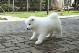 265_180gif 动态图 动图