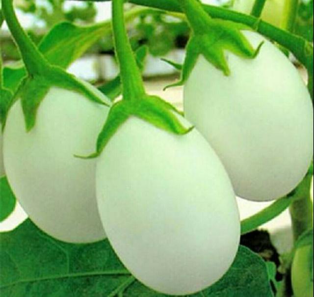 鸡蛋茄是一种观赏茄大小颜色都和鸡蛋相似但不是真的鸡蛋