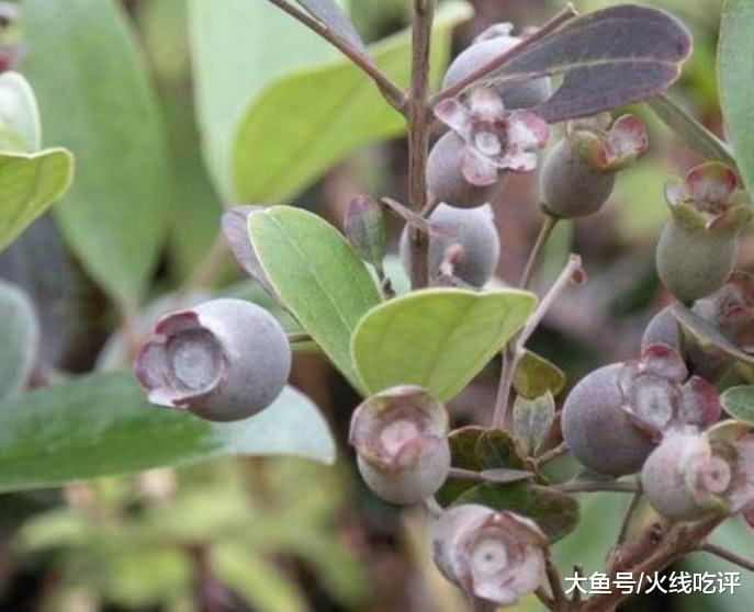 广东农村山上长着一种很像"蓝莓"的小野果, 可惜现在越来越少了