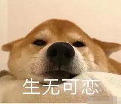 搞笑柴犬贱贱表情包18张