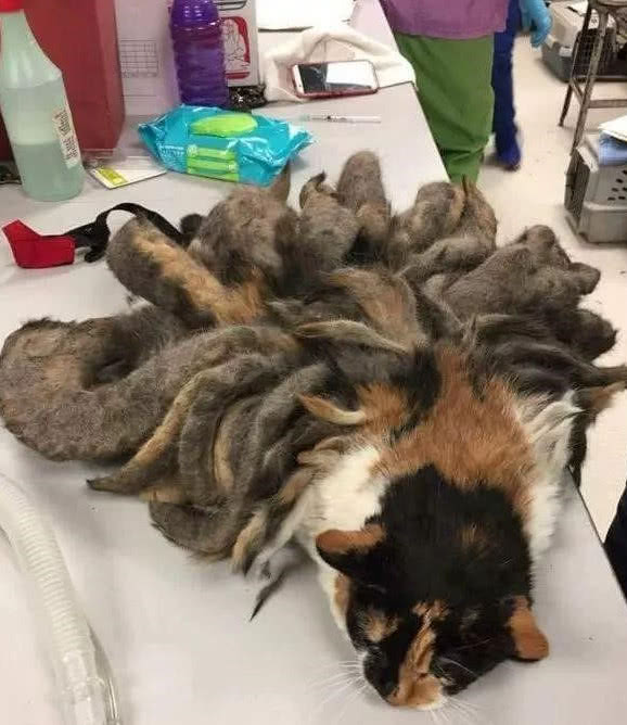 路边出现一只"九尾猫",女孩走近仔细观察,看清后女孩流泪