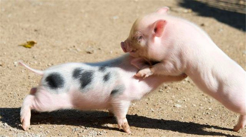 两只迷你猪不知道因为什么原因,互相推搡了起来,看这样子还挺萌的呢.