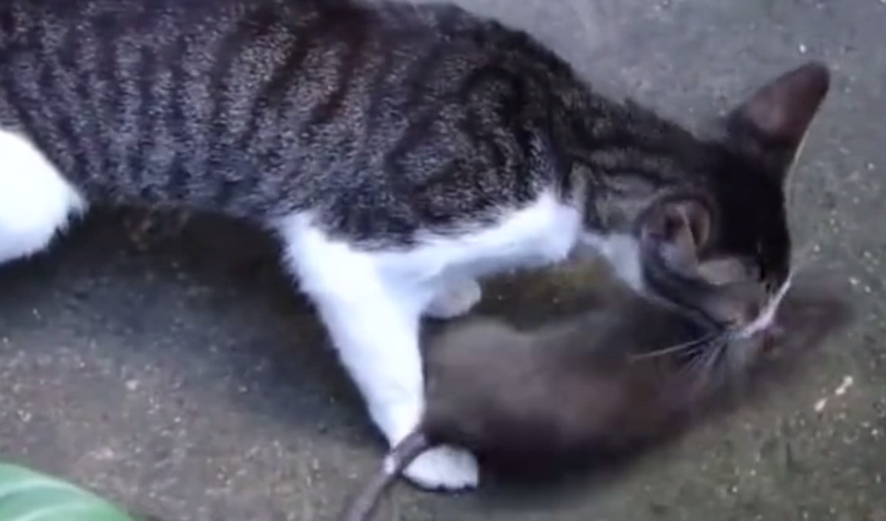 玉米一直被偷吃,男子借来两只田园猫,一夜之间消灭二十只老鼠