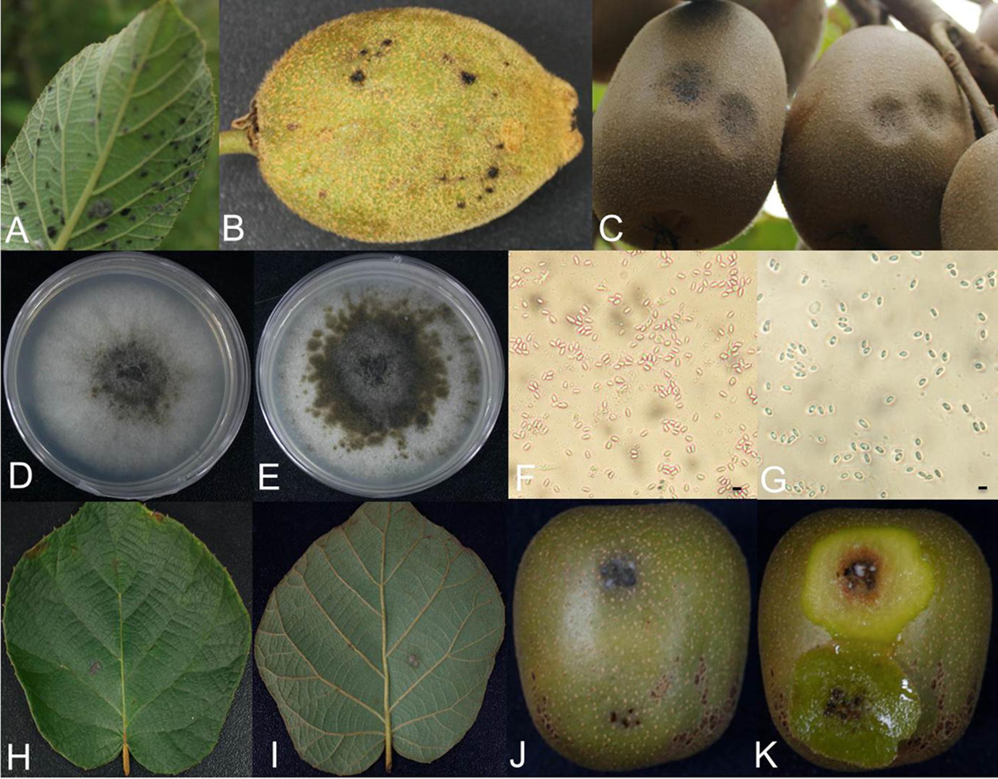 武汉植物园鉴定并发表三种猕猴桃真菌性黑斑病的致病菌