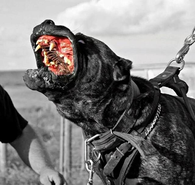 来自于二十世纪前的古罗马困兽,被称之为猛犬中的铁皮将军