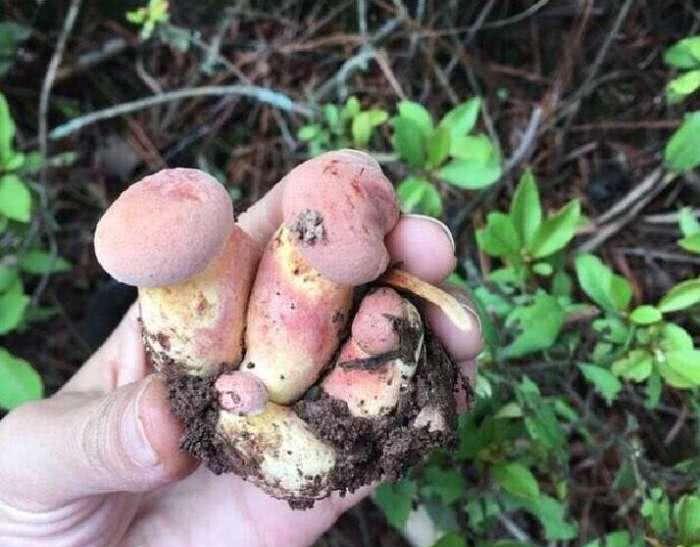 云南山林现袖珍蘑菇连成一串,目击者称很萌不忍下口