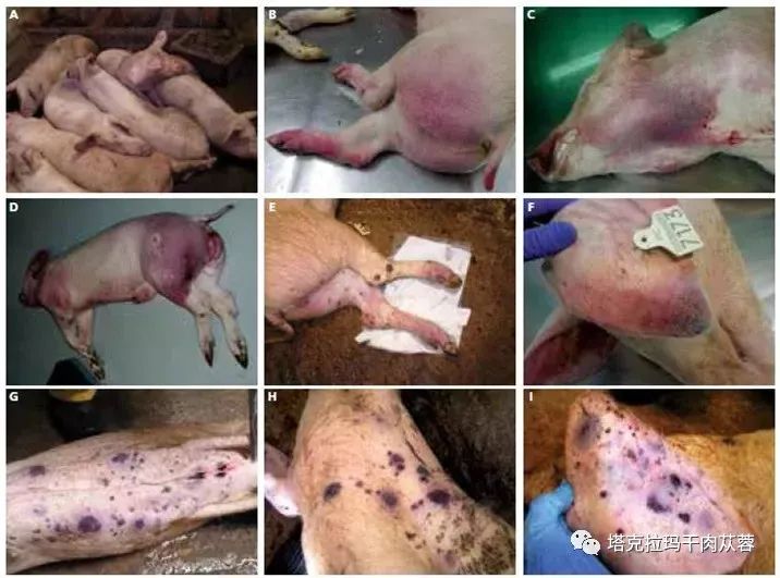 什么是非洲猪瘟?有什么危害?