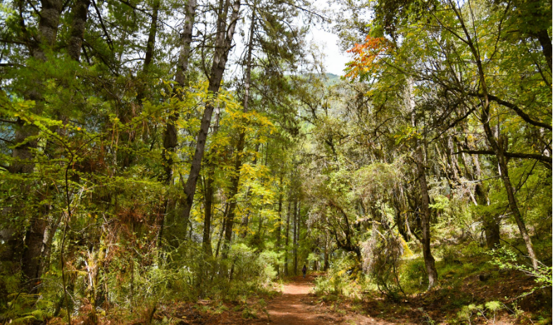 波密岗乡衫林,中国最美十大森林之一,美到极致,不输瑞士风光