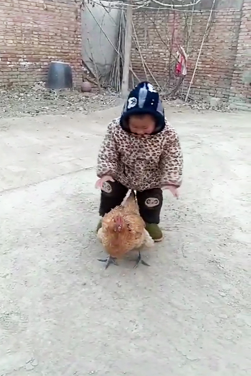 宝宝回奶奶家过年,家里养的小动物都怕了,宝妈:每天坐"飞鸡"