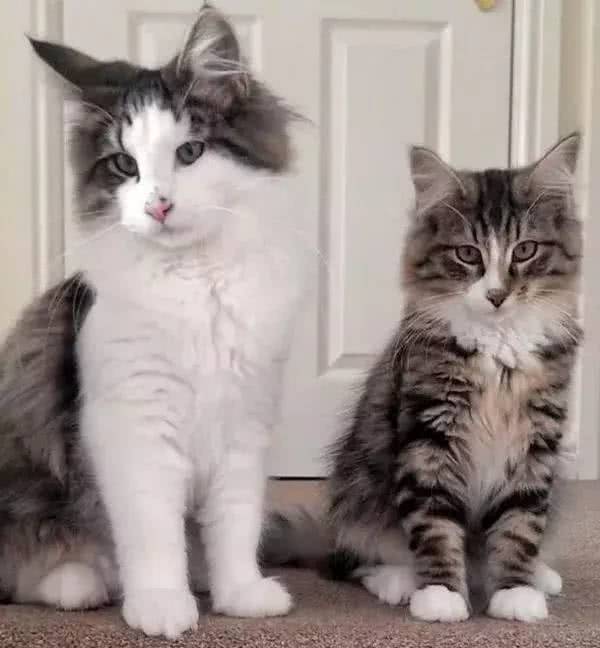 小猫走丢1年,找到时胖成猪,这是生活在天堂吧