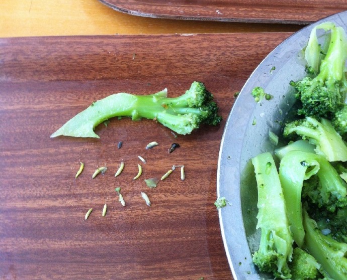 西兰花里虫子这么多?还有杨梅荔枝,我们吃下过多少虫