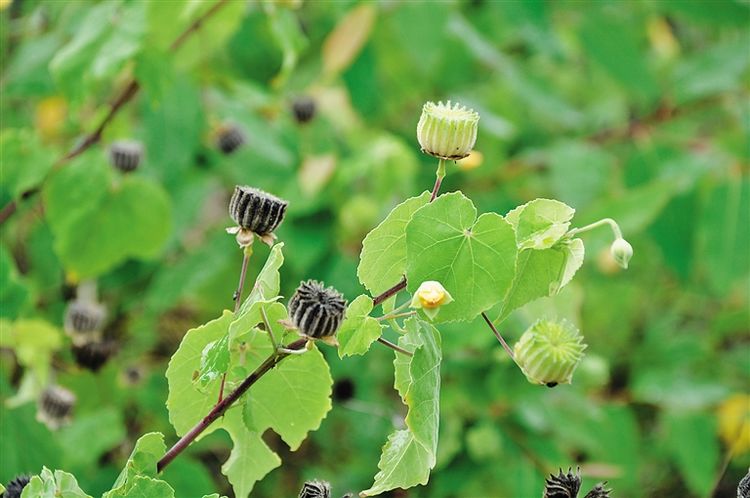 农村这种野草,果实像磨盘,农村孩子当玩具,却不知它能做衣服