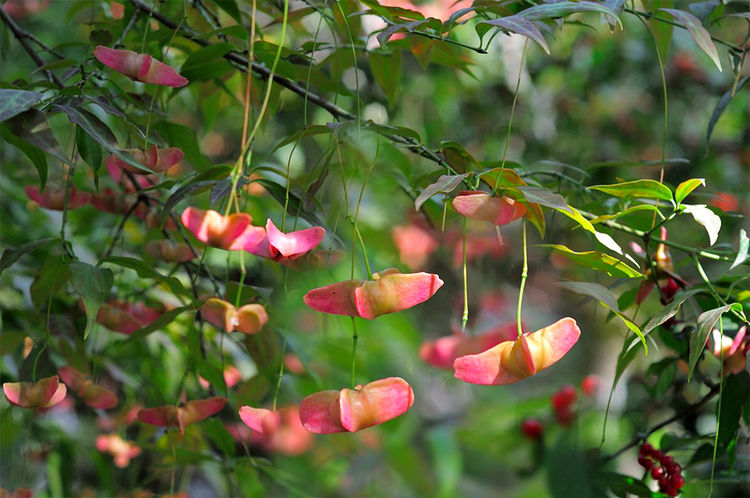农村一种植物,人称"金蝴蝶",果实酷似"蝴蝶",做盆栽很美观