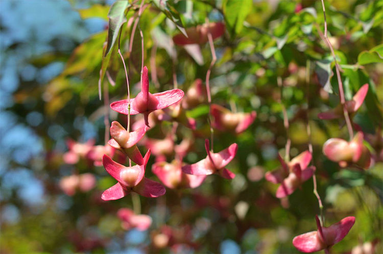 农村一种植物,人称"金蝴蝶",果实酷似"蝴蝶",做盆栽很美观