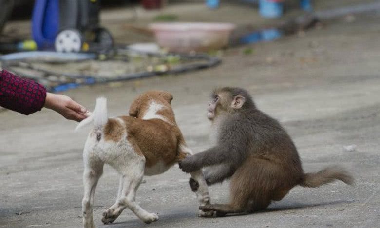 一只流浪狗被猴子收养,整日靠"卖艺"为生,长大后竟如此优秀