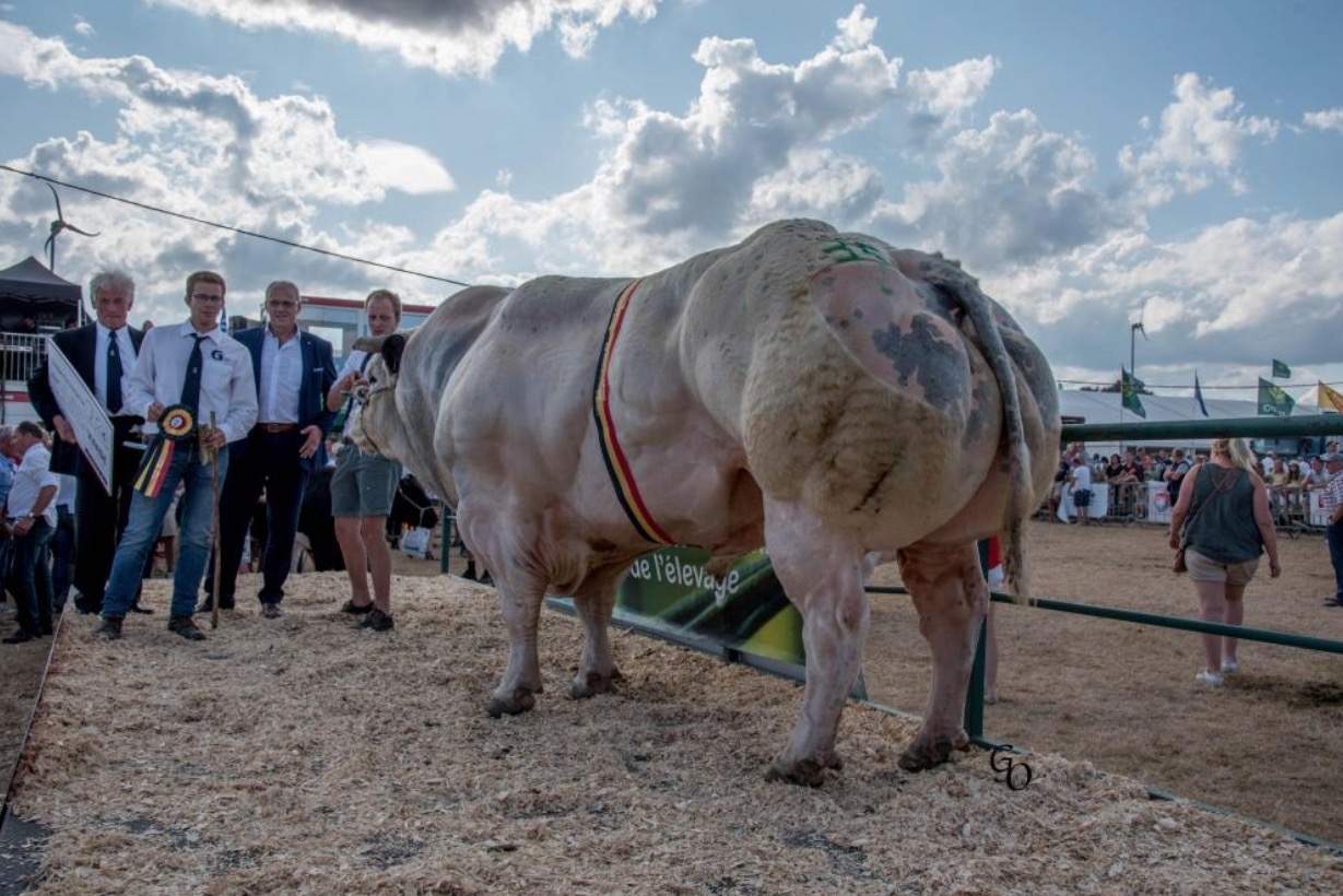 蓝牛健美大赛冠军诞生:第一名体重1.33吨成为牛王!|牛|冠军|比利时_新