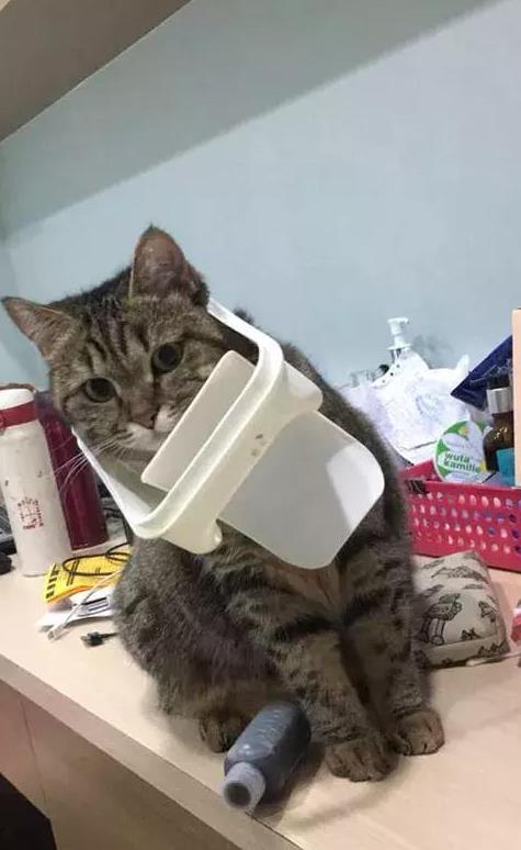 打猫会记仇吗?这样“打”猫才能让它越来越乖,还不会受伤!|猫咪|猫|主人_新浪新闻