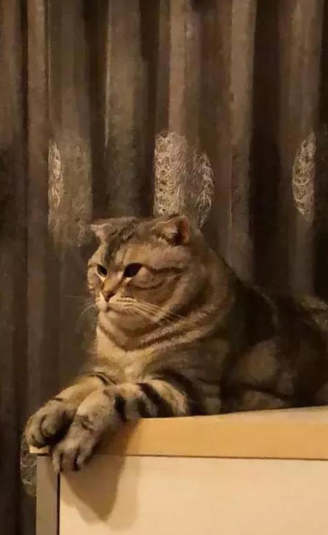 打猫会记仇吗?这样“打”猫才能让它越来越乖,还不会受伤!|猫咪|猫|主人_新浪新闻