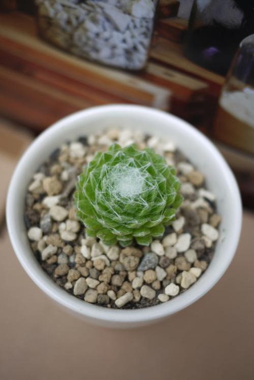 植物身上产白丝稀奇古怪的多肉植物蛛丝卷绢应该这样养
