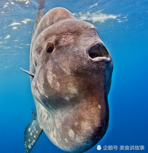 世界上最大硬骨鱼,繁衍强到永不灭绝,为啥中国渔民却很少捕捞?