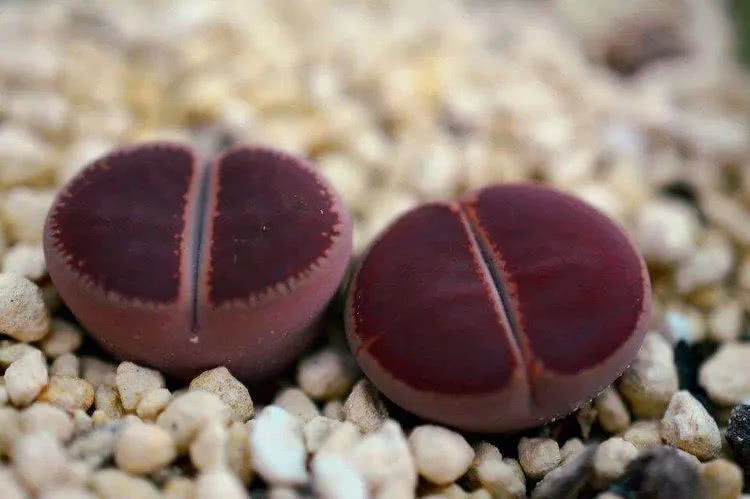 绚丽夺目的多肉宝石——生石花(上篇)