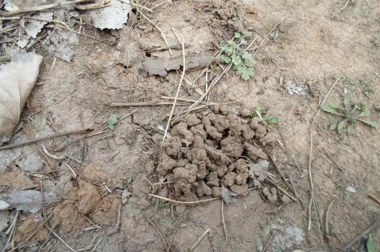 蚯蚓的粪便是天然的肥料比普通的肥料营养但收集比较困难