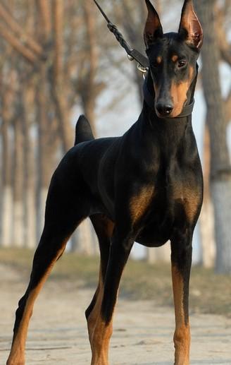 在我们选择马犬和杜宾时,哪个更好些呢,各自的优缺点是怎样