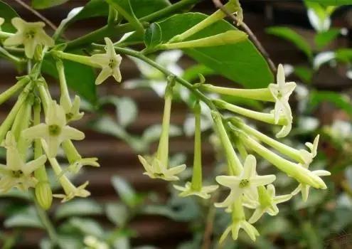 只在夜间盛开的花，你见过几种？|夜来香|昙花|晚香玉_新浪新闻