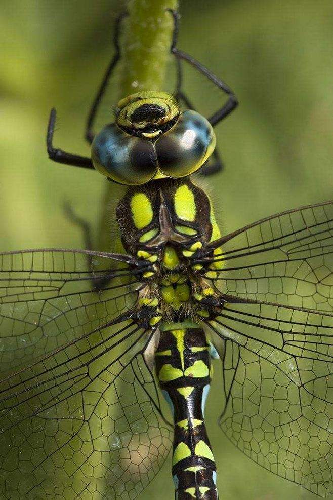 世界上最珍贵的昆虫图片