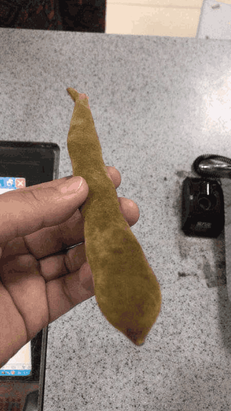 男子夜晚莫名上吐下泻凶手竟是两颗狗爪豆
