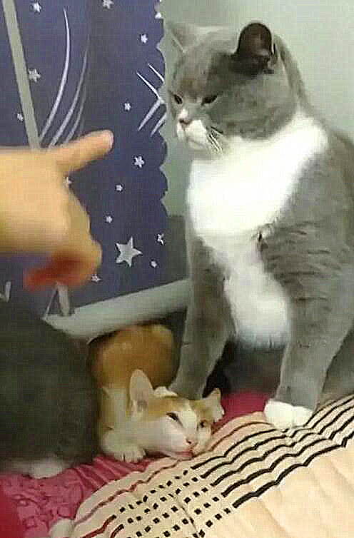 蓝白欺负小橘猫,一脚摁住它的脑袋,橘猫的表情把主人笑得嘴抽筋