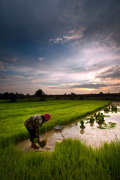 正文  老挝的农业生产,和中国80年代有异曲同工之处,是一种极为传统的