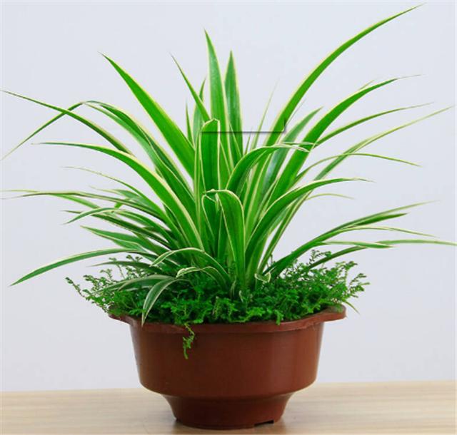 吊兰盆底埋下黄豆,不到半个月,吊兰爆盆养成瀑布