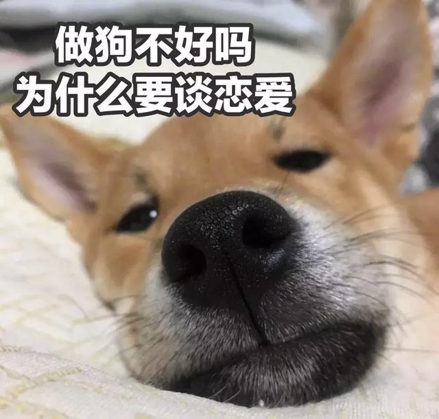 来自单身狗的忠告越恩爱越胖