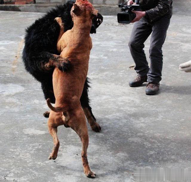 比特犬大战藏獒,结局让人心酸,主人却扬言:今晚吃狗肉