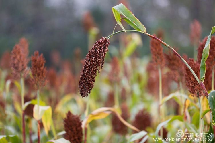 韦宗义摄影金秋高粱红