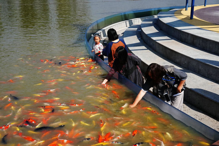 游客拿手喂鱼,得知鱼身价后,默默缩回了手