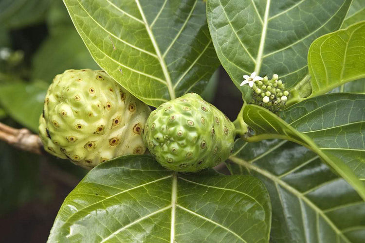 这种果子太难闻,连猪都不吃,农村小伙缺发现商机,卖到了国外!