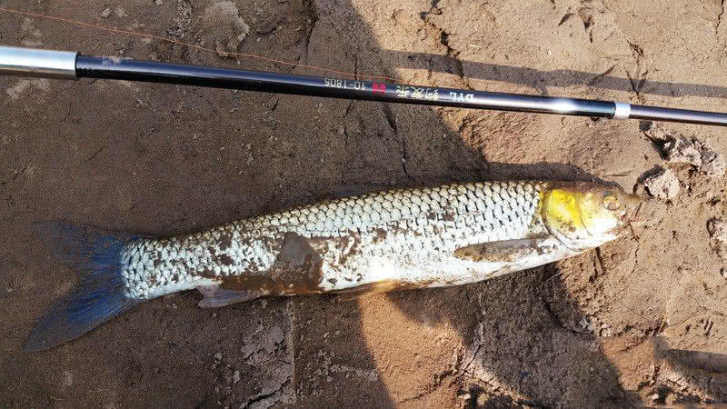 在黄河垂钓俗称红眼棒的野生鱼此鱼劲道真大