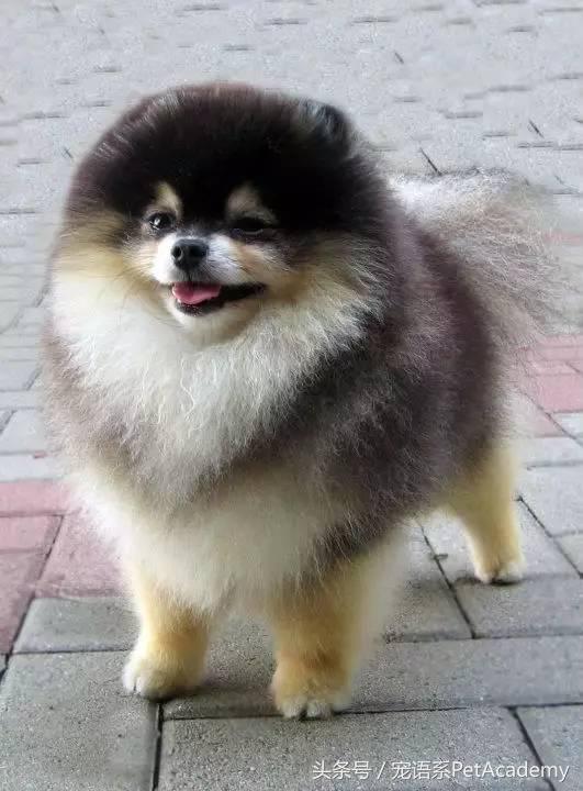 这个颜色的博美也是萌化我的内心啊!原来博美也有专业挖煤二十年的啊!