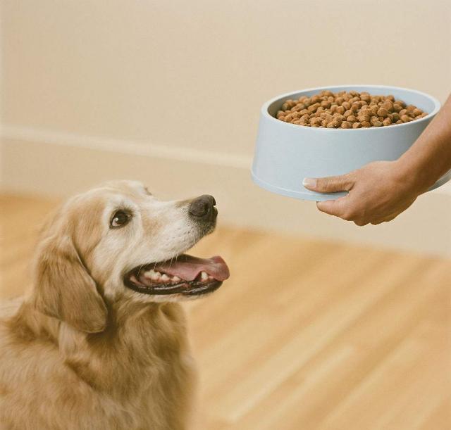 金毛不吃狗粮怎么办?