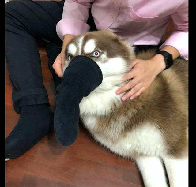 网友为惩罚犯错的哈士奇把臭袜子套在它鼻子上狗快熏晕了