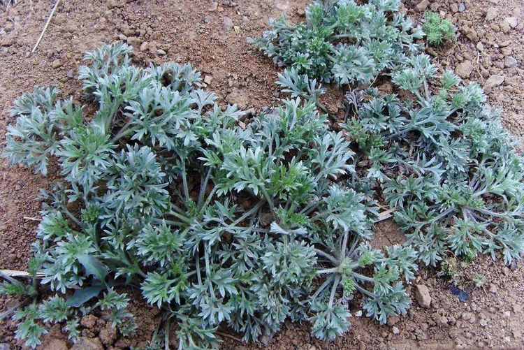 农村生长的这种两年生草本植物,全株有白毛,却有治疗伤寒的功效