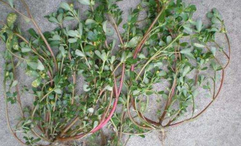 有天然抗生素之称马齿苋食疗方  白发变黑  材料马苋菜100克适量蜂蜜