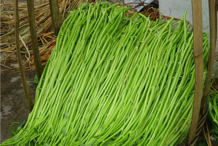 这种"菜"中国不稀罕,却远销海外,在美国却卖到断货比肉还贵