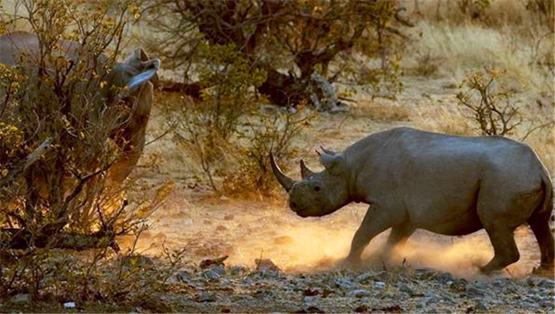 真是霸气!犀牛独自单挑两头大象,结局真是让人看了大快人心啊!