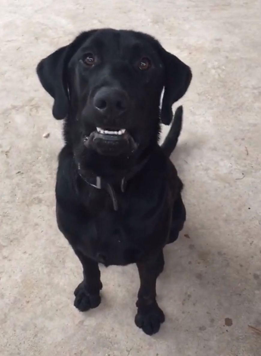 大黑狗喜欢搬砖,看到砖头就叼回家,狗:有房才能娶媳妇